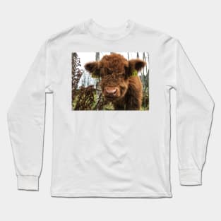 Scottish Highland Cattle Calf 1583 Long Sleeve T-Shirt